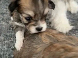 Lhasa apso - Cato
