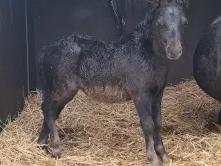Shetlænder Hoppeføl
