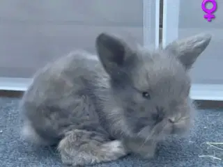 Søde kaninunger sælges