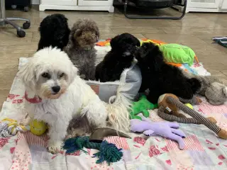 Mini Maltipoo babyer rejse klar nu !