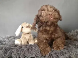Korthårede  og fluffy Froodel-hvalpe familie hvalp