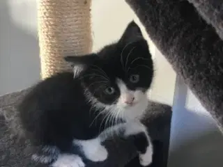 Kattekillinger bortgives 