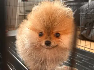 Pomeranian hvalpe