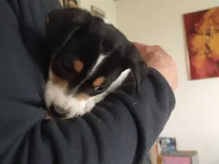 Hvalpe, Dansk Svensk gårhund 