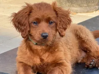 Cavapoo færdig vaccineret med pas  klar til sommer