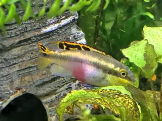 Krebensis yngel smuk fisk