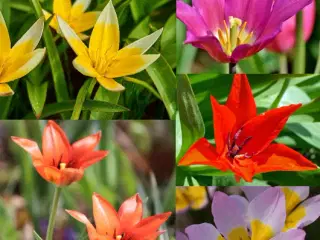 Botaniske Tulipaner Mix - Tulipanløg