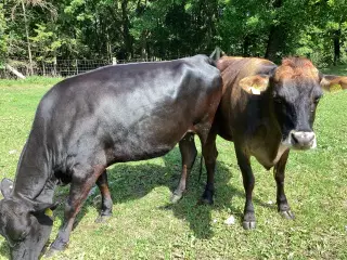 Kalvkvier