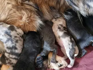 Islandskfårehunde blanding, hvalpe 