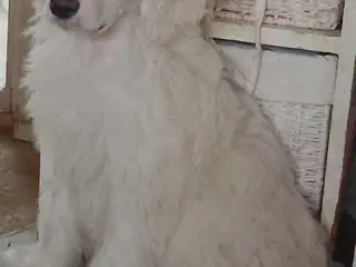 Dejlig Chinese crested puff dreng