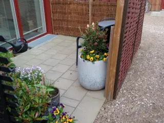 Flethegn 1 år gammel 