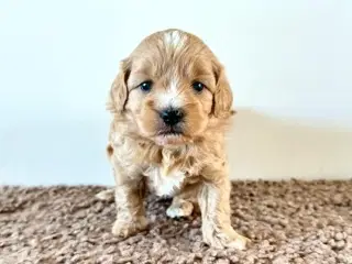 Shih poo hvalpe 