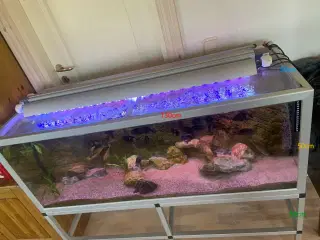 akvarie