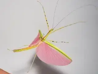 Vandrende pinde. Gratis så mange du vil have! 