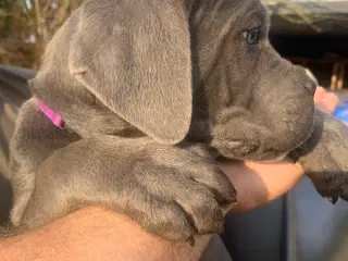 Cane Corso Italiano hvalpe