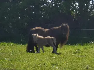 Shetlænder avlshoppe med masser af hår. 