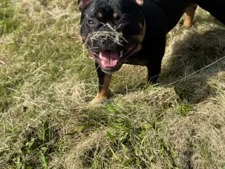 Blandingshund søger foreverhome