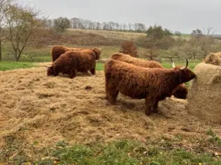 Økologiske Skotsk Højland, 4 stk. kvier