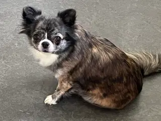 Chihuahua tæve langhåret