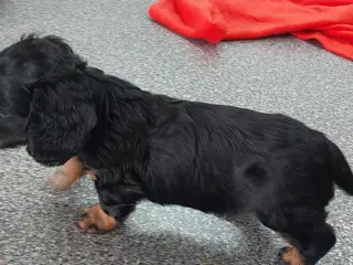 Langhåret gravhund 