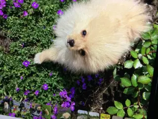 pomeranian