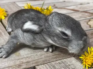 FRANSK VÆDDER HUN CHINCHILLA