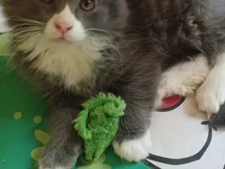 Mainecoon/huskat killing.