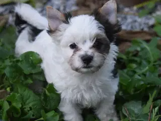 Biewer Yorkshire terrier 