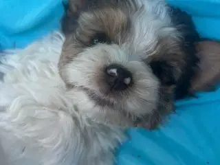 Smukke dejlige Biewer terrier 