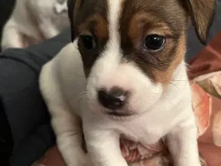 Jack russel hvalp