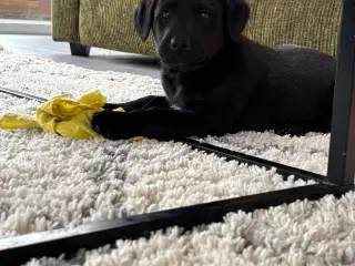 Sort labrador hvalp