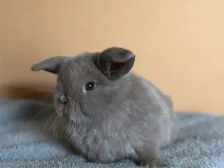Ægte Minilop unger søger nye hjem 🐰💛