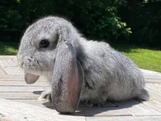 FRANSK VÆDDER HUN CHINCHILLA