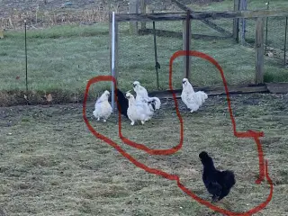 Dalmatiner dværgsilkestamme