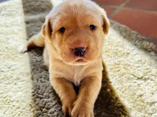 FOX red labrador hvalpe med stamtavle