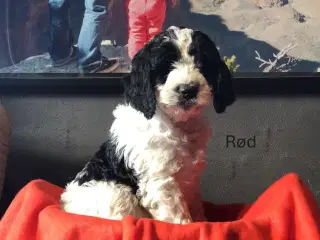 Sproodle/springerdoodle hvalpe