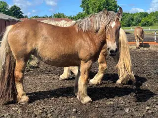 3 års jydehoppe. 