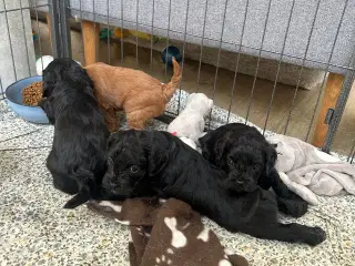 F1 cavapoo hvalpe 