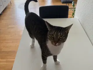 Kat