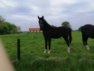 Oldenborg vallak 2år