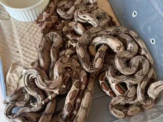 Boa unger