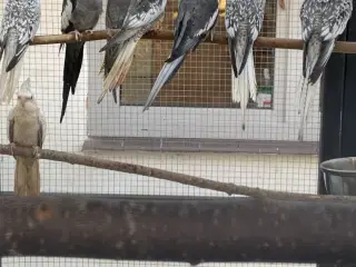 Nymfeparakiter sælges 