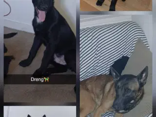 Klar til at flytte hjemmefra 🐕 