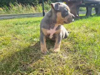 American Bully Pocket abkc