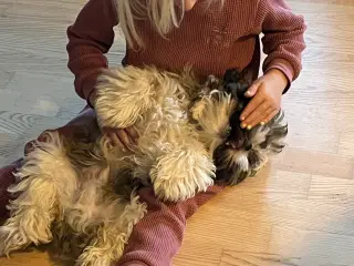 Shih tzu hvalp sælges 