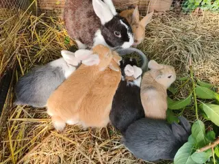 Kaninunger. Søde, tamme kaninunger klar 🐰💪