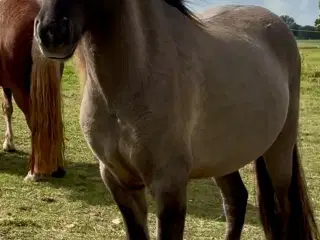 Gudesmuk stor og kærlig islændervallak