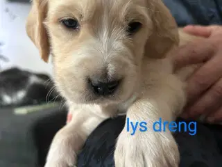 Golden Retriever/ Tysk langhåret Labrador hvalpe