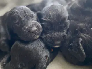 FT Cockerspaniel hvalpe sælges 