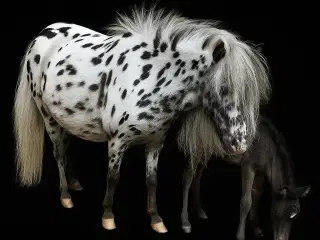 Knabstrupper hoppe